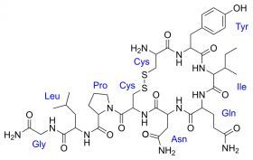 800px-oxytocin.svg_.jpg