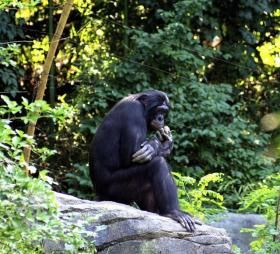 Bonobo; Quelle: http://www.morguefile.com/archive/?display=61628&