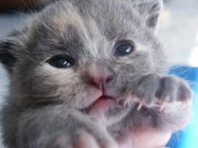 Weichgespülte Raubkatze (http://www.morguefile.com/archive/?display=116634&)