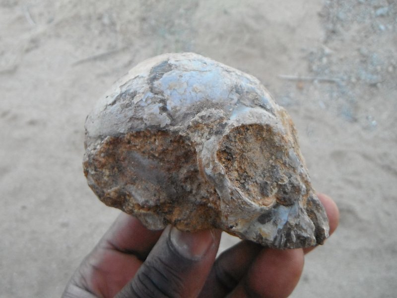 Alesi im Turkana Basin Insitute nahe Lodwar, Kenia, nachdem der Sandsteinblock, mit dem zusammen das Fossil ausgegraben worden war, entfernt wurde. © Isaiah Nengo, Foto von Christopher Kiarie