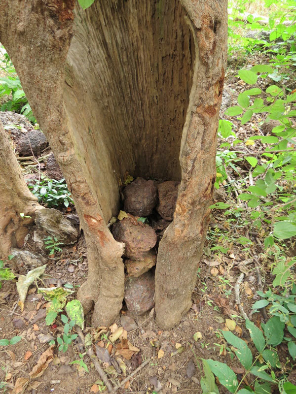 Rätselhafte Steinhaufen unter Bäumen sind das Werk von Schimpansen. © MPI-EVA PanAf/Chimbo Foundation