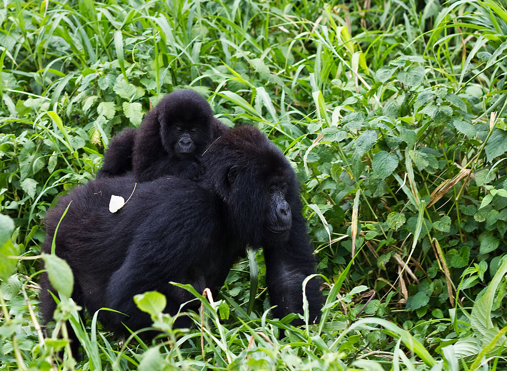 Gorillamutter mit Kind, Virunga Natinalpark, Foto: Cai Tjeenk, wikimedia, gemeinfrei