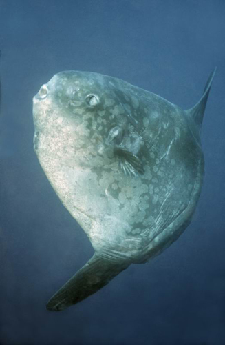 Mondfisch Mola mola, größter Knochenfisch (bis 3m) der Ozeane, Foto: © Archiv Debelius