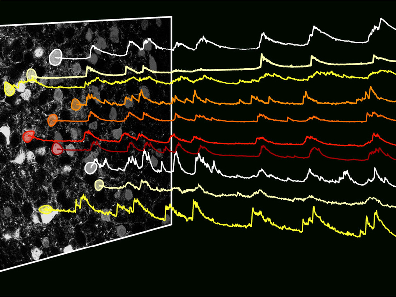 Nervenzellen vom Typ HTR2a in der Amygdala, © MPI für Neurobiologie / Douglass & Kucukdereli
