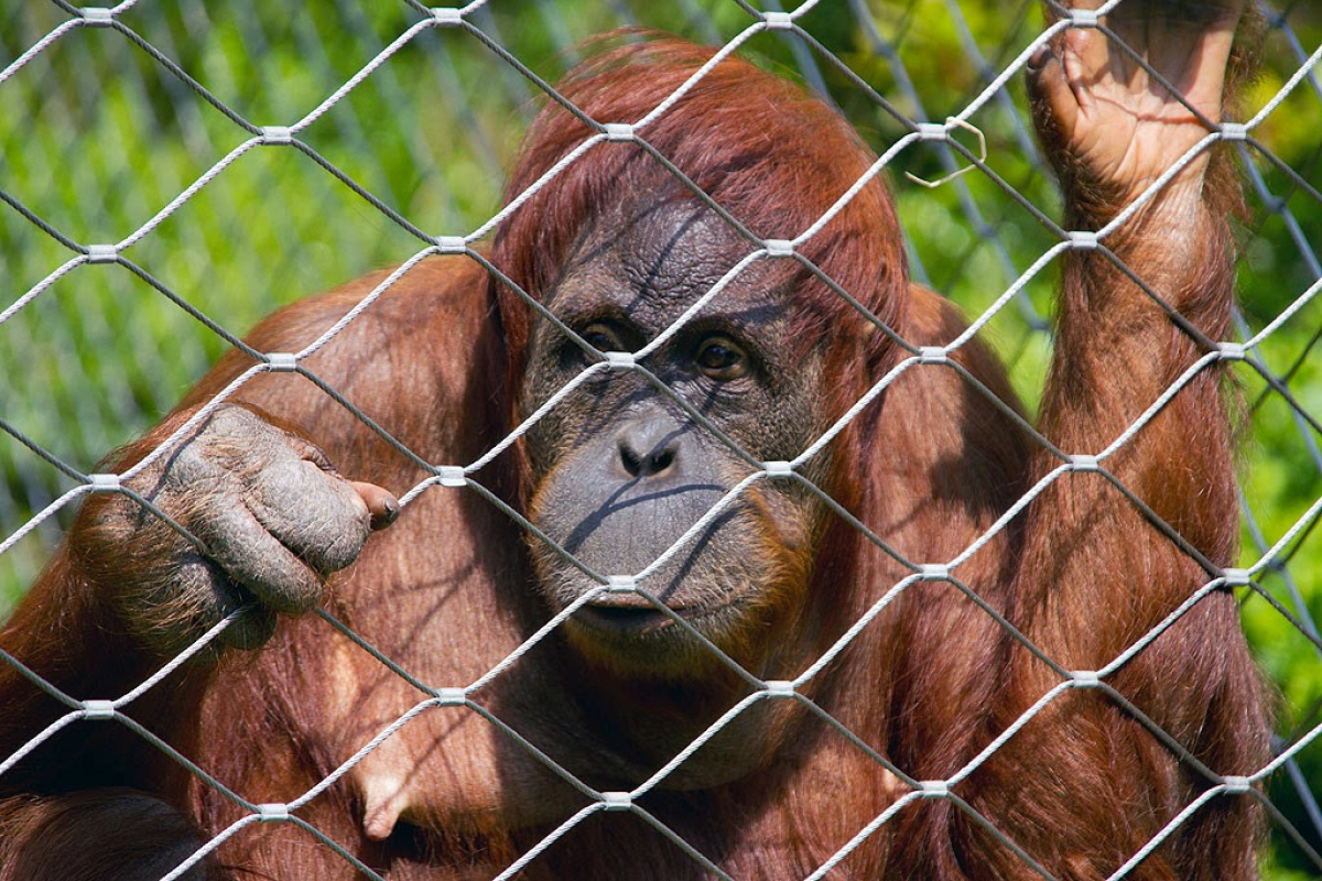 Orang-Utan-Dame im Berliner Zoo