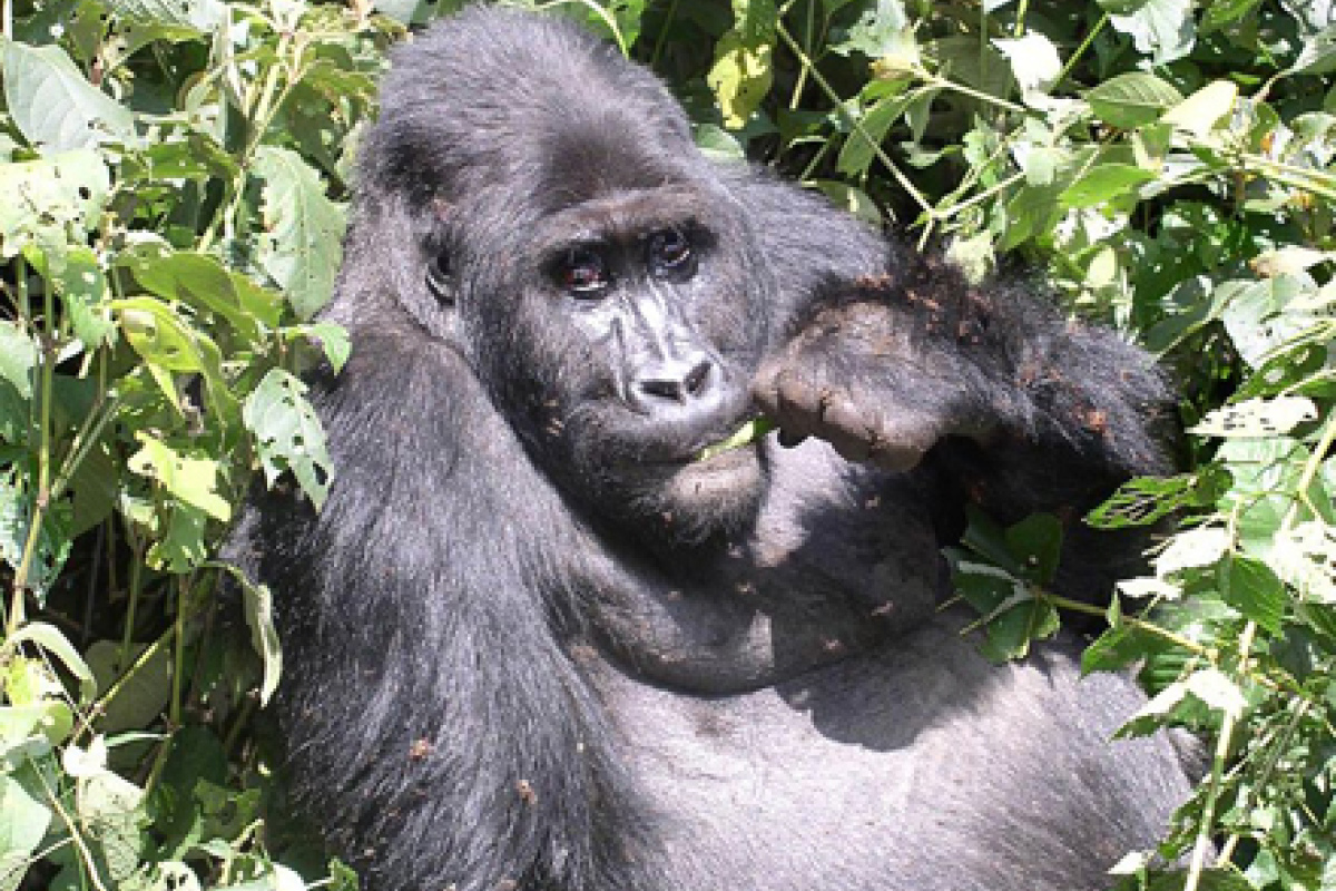 fressende Tiefland-Gorilla-Dame