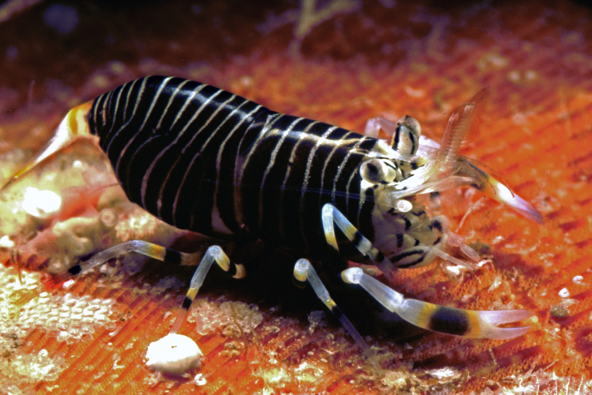 Hummelgarnele Gnathophyllum americanum