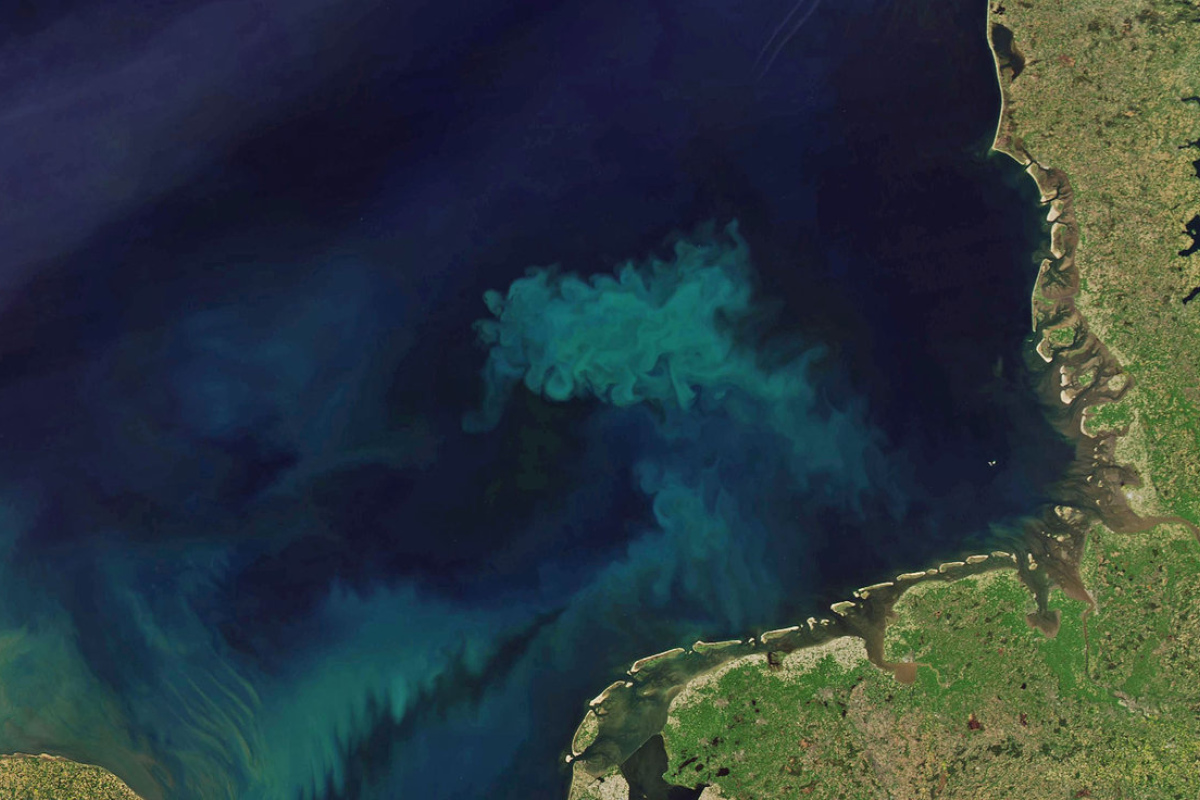 Auf Satellitenbildern wirken die Algenteppiche mit ihren hellen Schlieren wie Kunstwerke. 