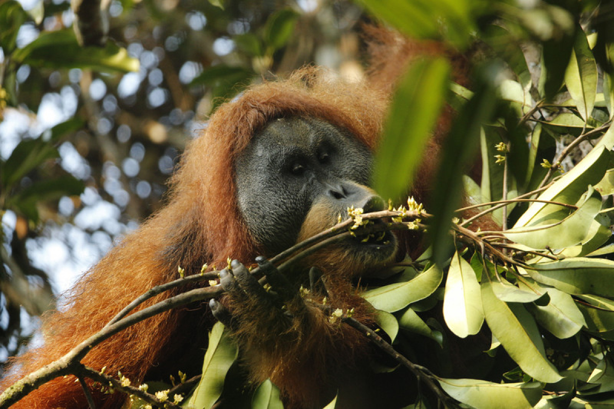 Tapanuli-Oran-Utan 