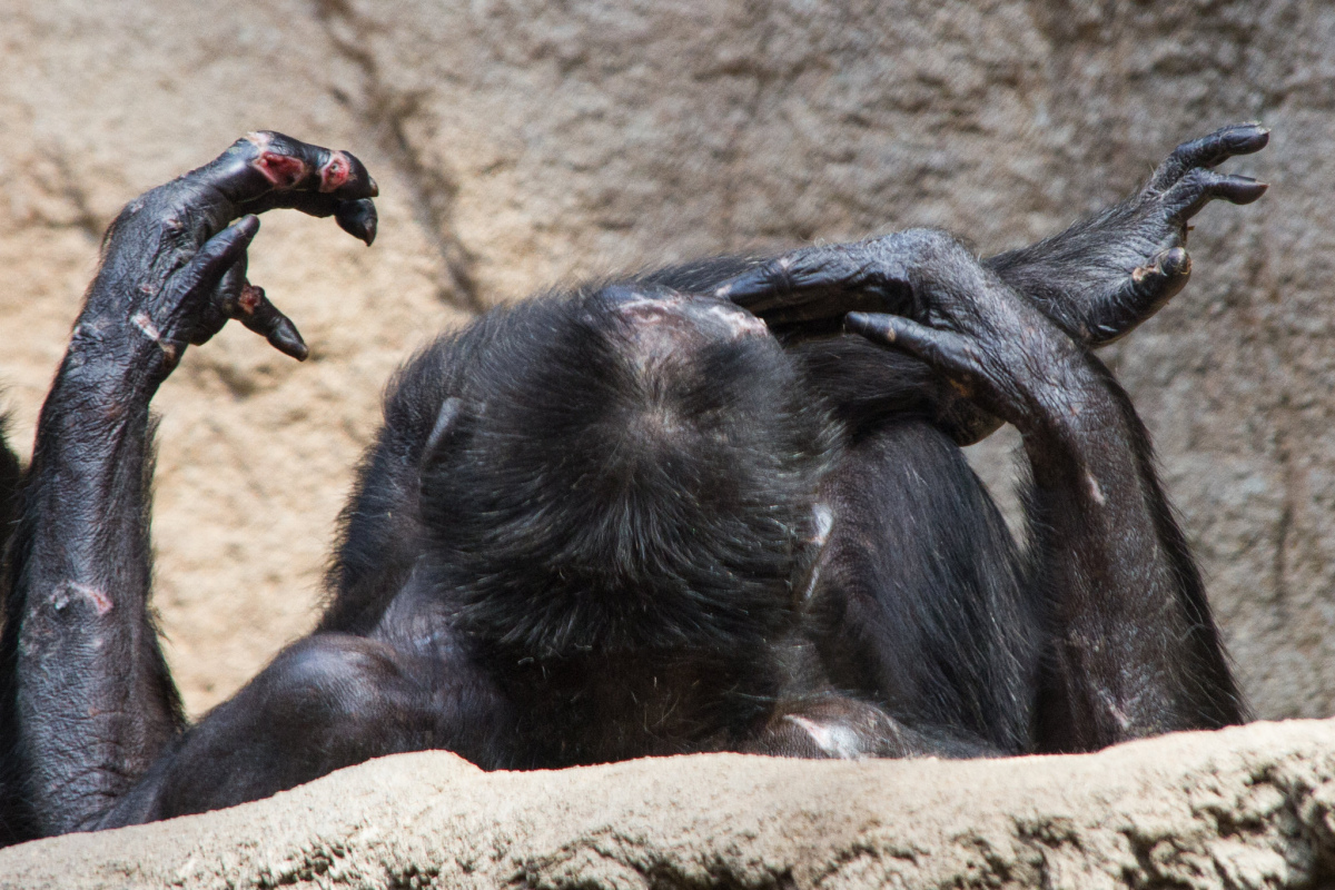 Verletzter Schimpanse im Leipziger Zoo.