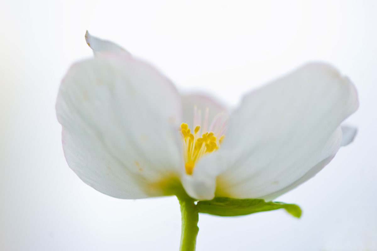 "Helleborus niger"