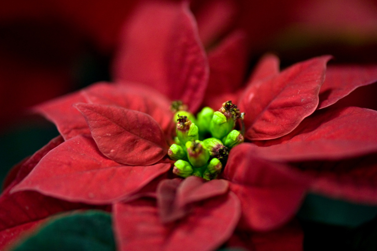 "Helleborus niger"