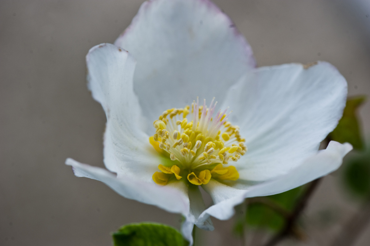 Christrose