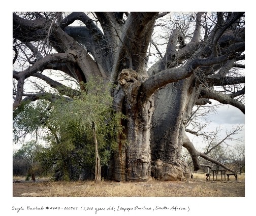 Baobab Baum - Südafrika. © Rachel Sussman