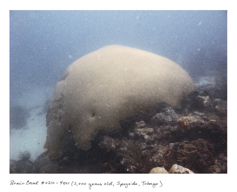 Koralle - Tobago, © Rachel Sussman