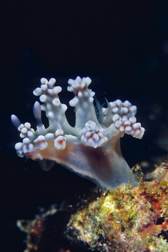 Ceratosoma-Sternschnecke ahmt eine Koralle nach
