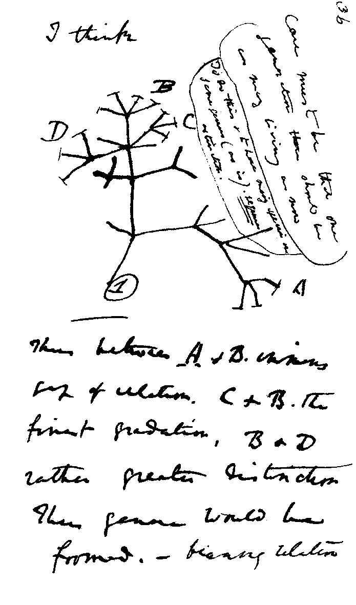 Darwin: Stammbaum des Lebens