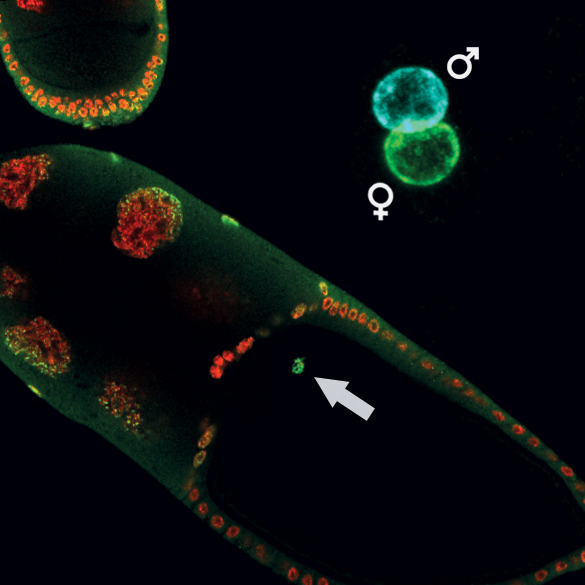 Eikammer eines Fruchtfliegen-Weibchens mit der Eizelle, in der H3K27me3 durch eine grüne Anfärbung sichtbar gemacht wurde.