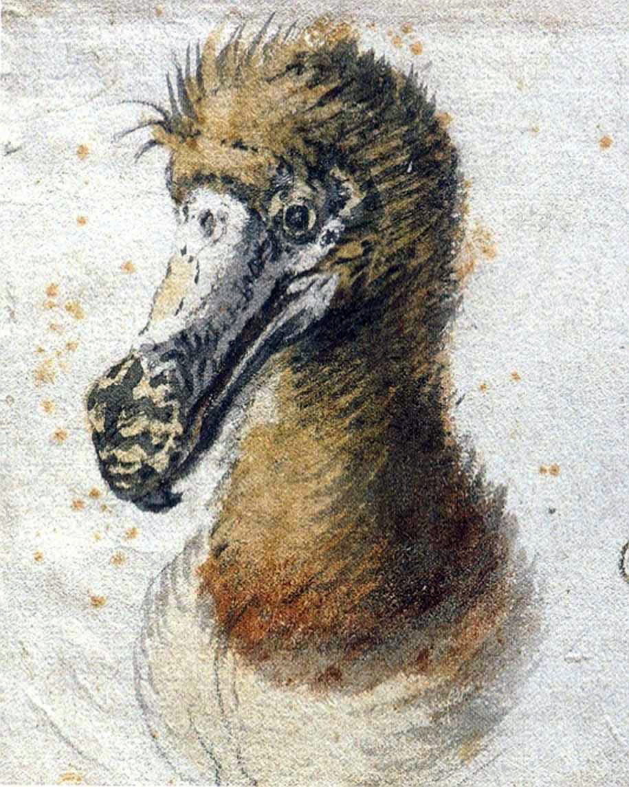 Kopf eines Dodo von Cornelis Saftleven - letztes nach einem lebenden Dodo gemaltes Tier, 1638 - Bijmans Museum Rotterdam- gemeinfrei