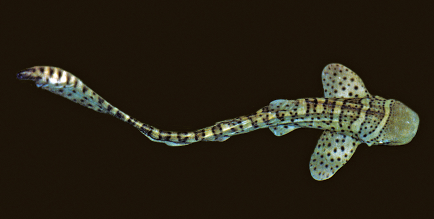 Leopardenhai, Stegastosoma fasciatum, juvenil