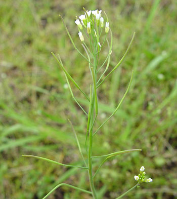 Acker-Schmalwand Arabidopsis thaliana, Foto: © "Nina", Wikimedia, CC BY-SA 3.0