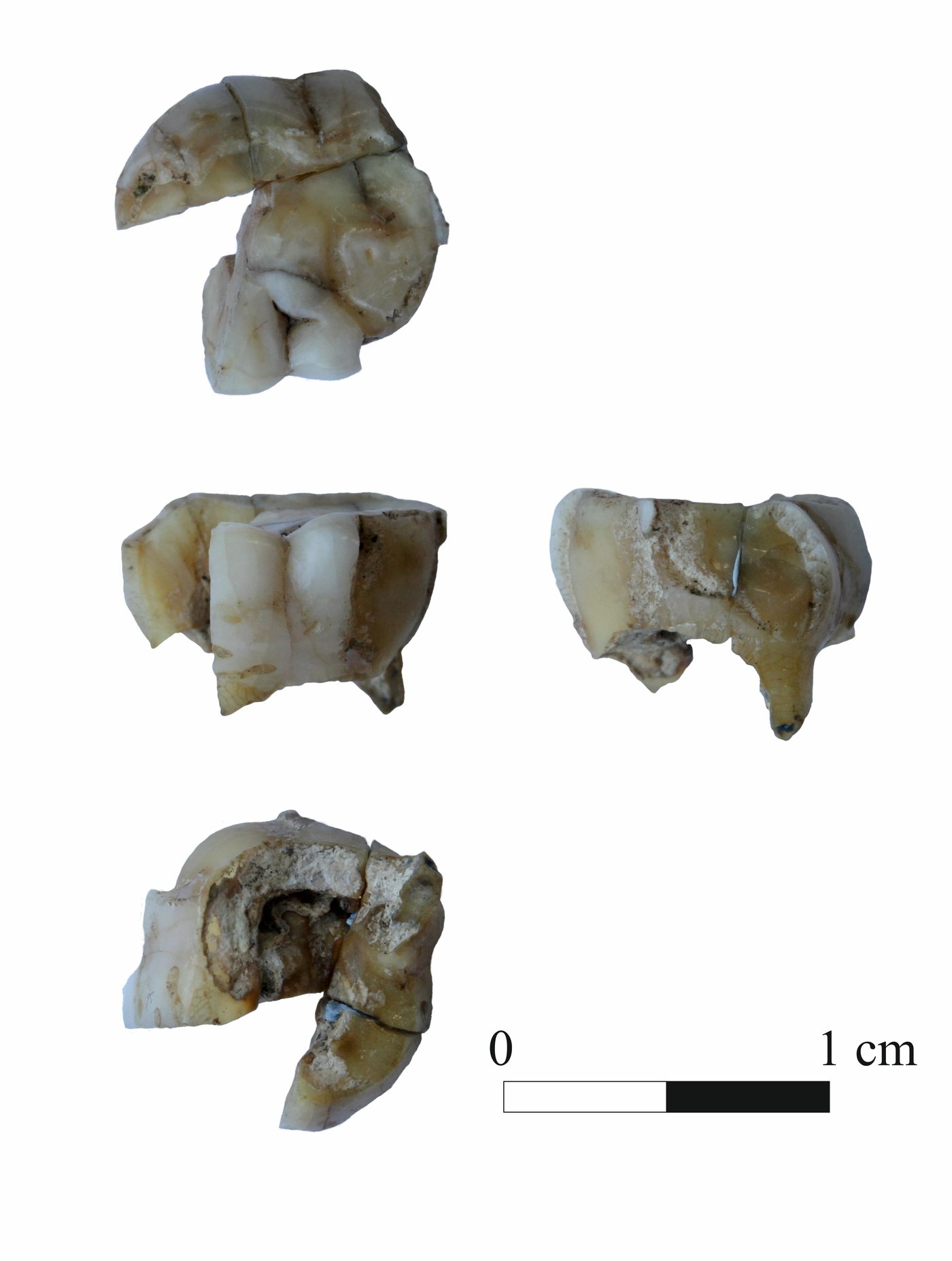 Fragmente eines Zahns von einem Steinzeitmenschen
