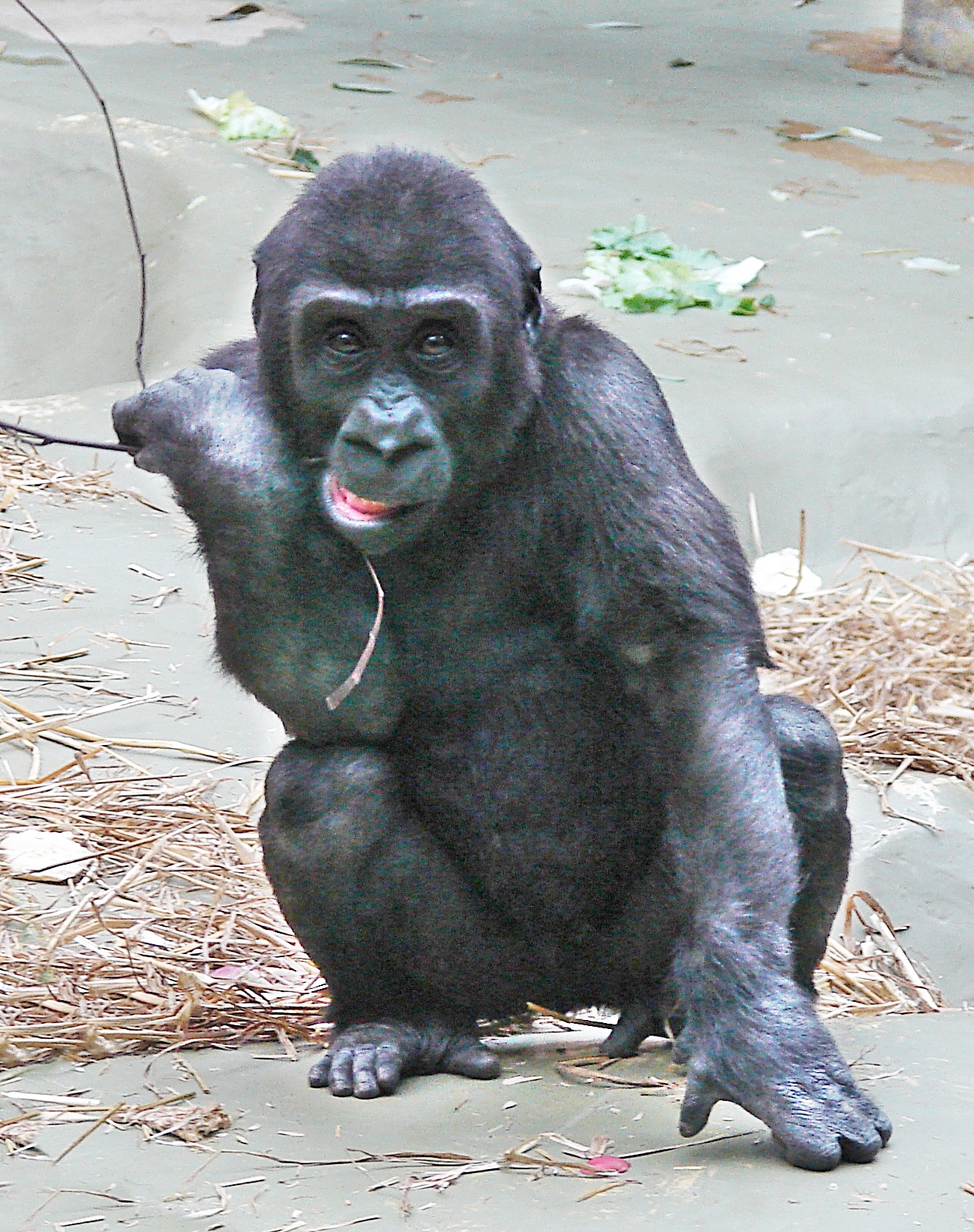 Gorilla im Zoo Köln