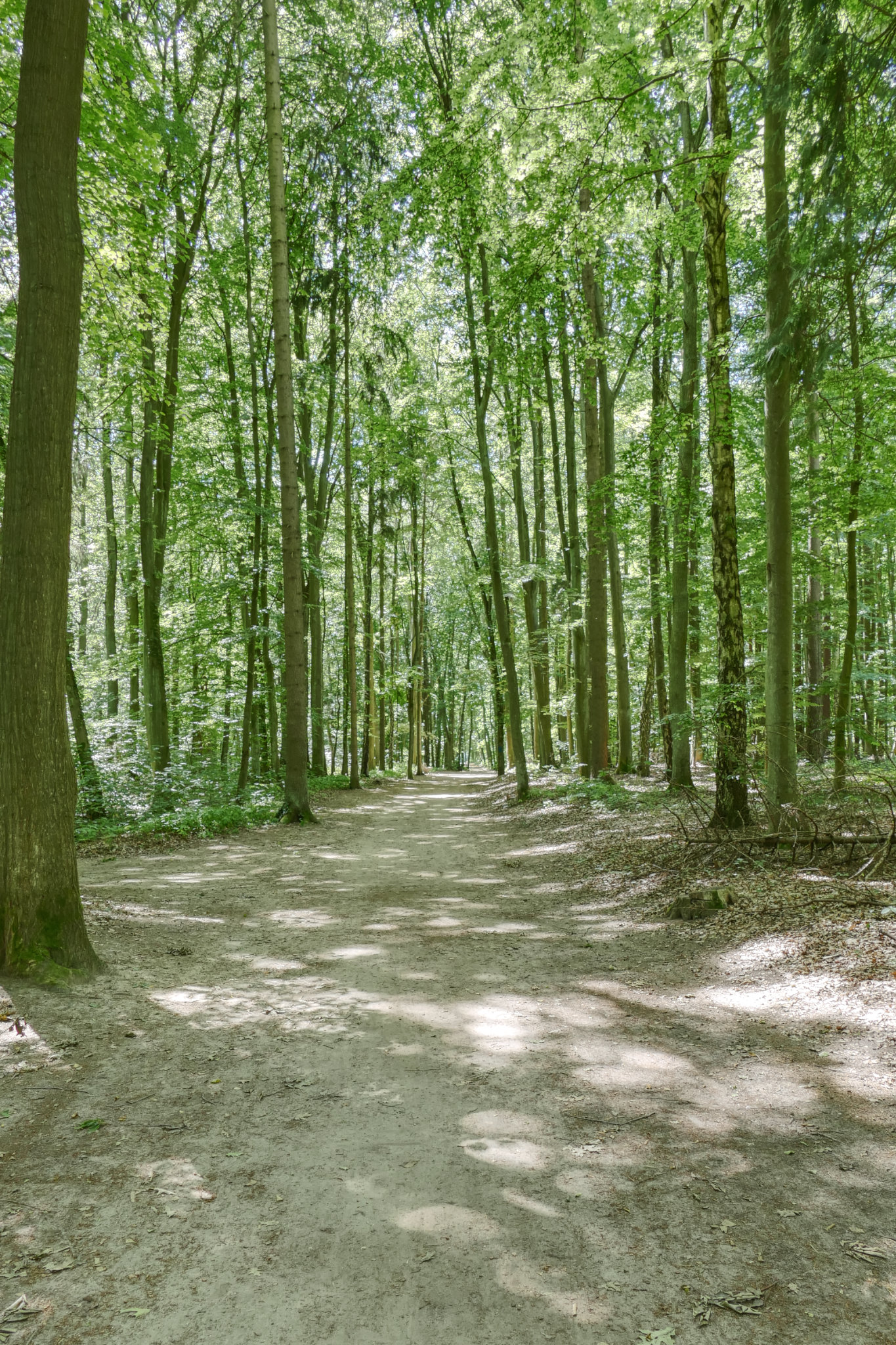 Der Evolutionsweg in Templin führt durch lichten Buchenwald. Foto: © F. Nicolai