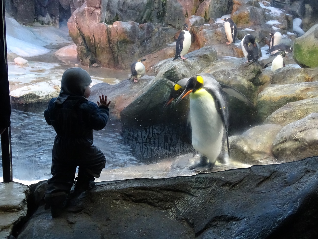 Ein Kind "begegnet" einem Pinguin durch eine Isolierglasscheibe