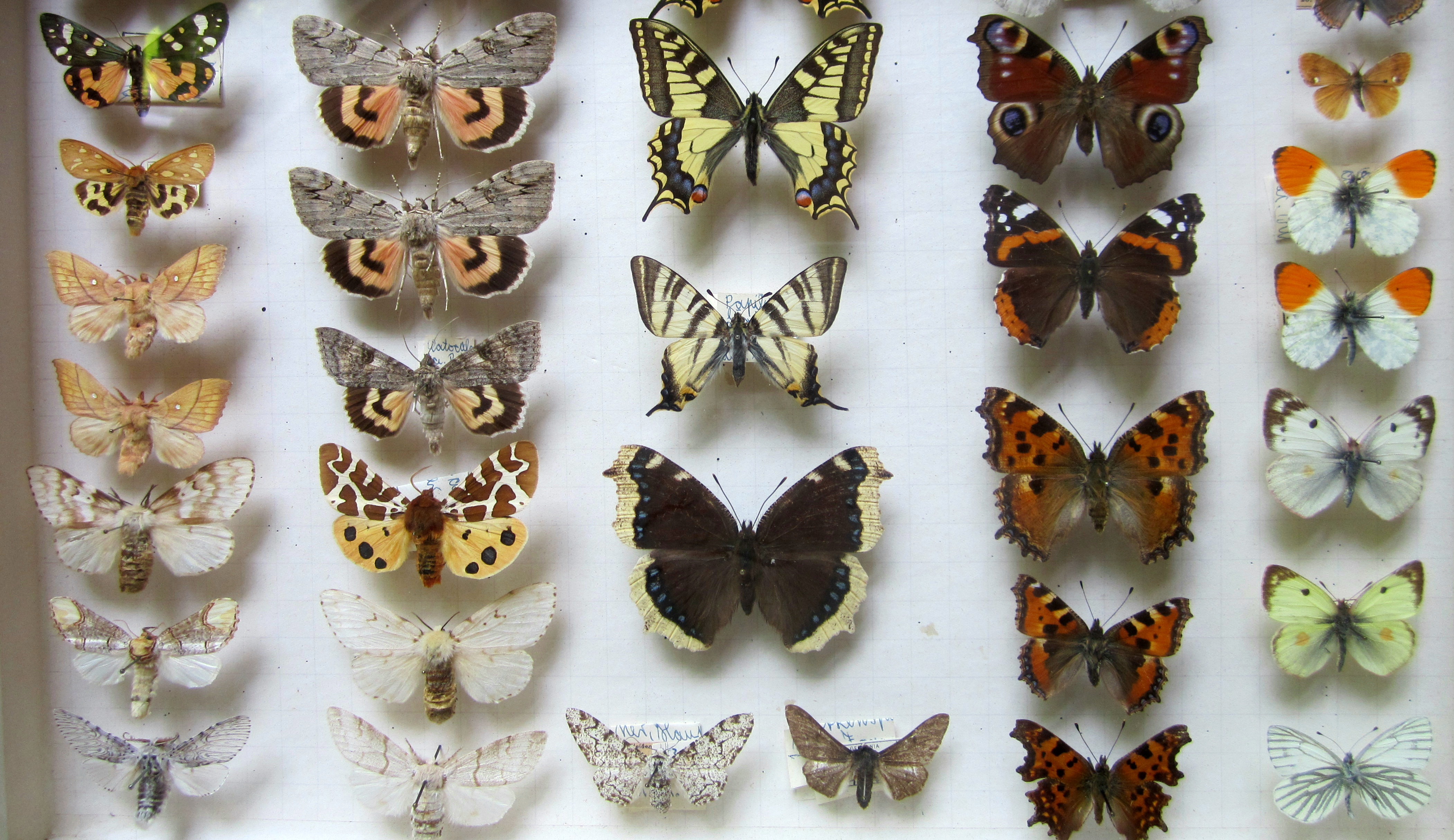 Die Schmetterlinge mögen prächtig aussehen, aber sie sind Vergangenheit. Foto: © Peter Kurz