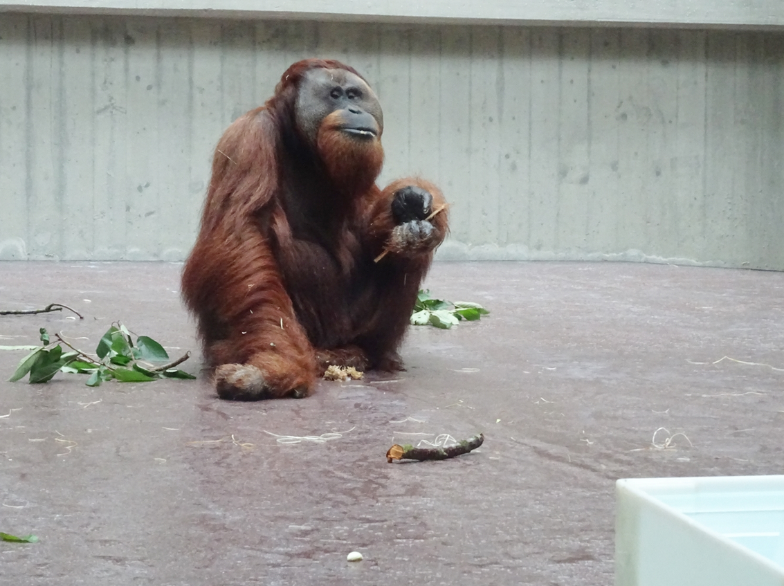 Orang-Utan im Zoo
