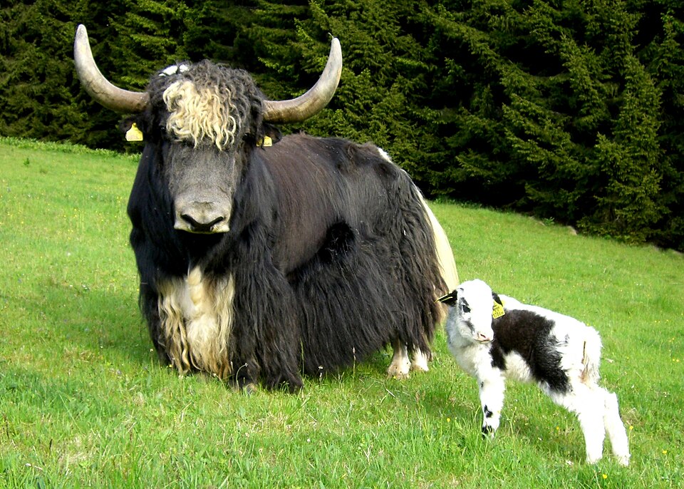 Yak mit Kalb