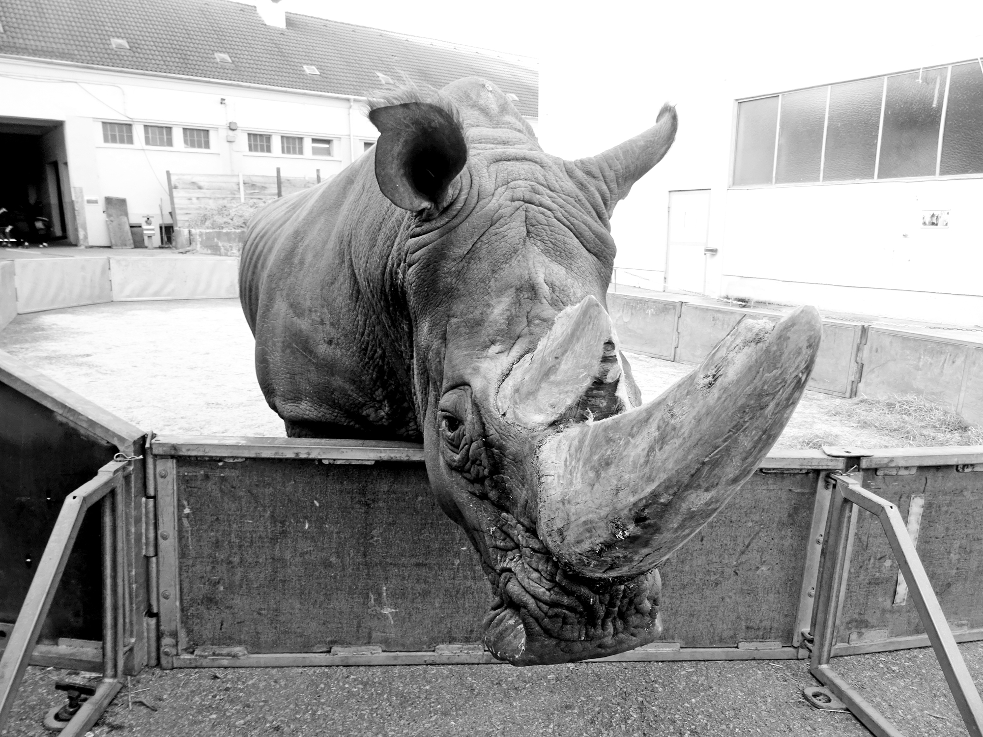 Nashornbulle TSAVO im "Außengehege" des Circus Krone, Foto: @ Archiv GAP