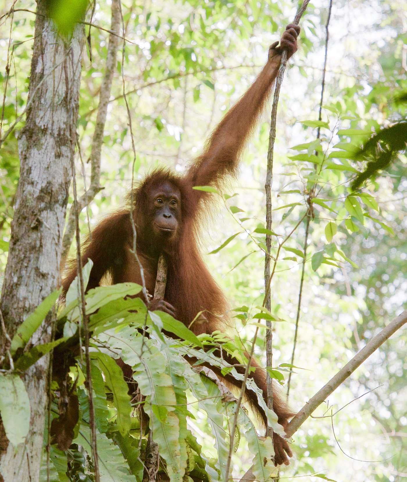 Orang-Utan im Regenwald auf Borneo. Die Tiere verschwinden noch schneller als befürchtet. © Marc Ancrenaz