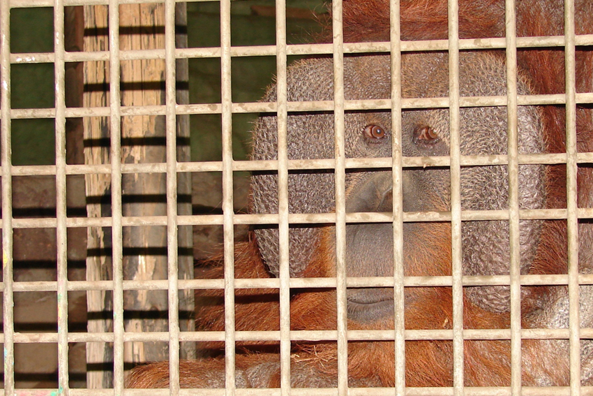 "Orang Utans leben im tropischen Regenwald" (Zoo Osnabrück)