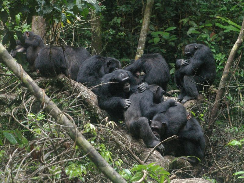 Schimpansen aus dem Taï-Nationalpark der Elfenbeinküste pflegen sich gegenseitig ihr Fell. Foto © Roman Wittig (Taï Chimpanzee Project)