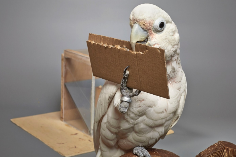 Goffin-Kakadu fertig sich Werkzeuge aus Pappe an