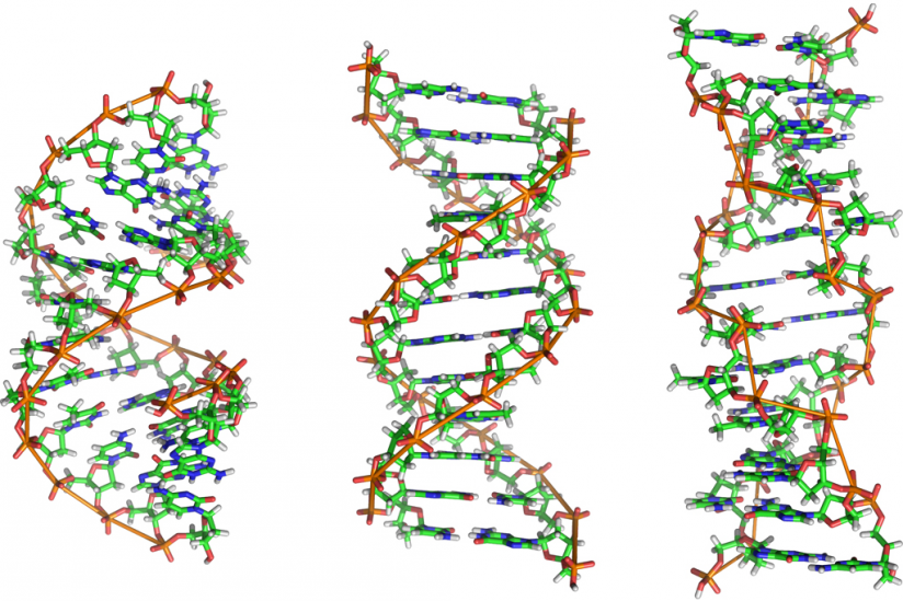 Strukturmodelle der A-, B- und Z-DNA