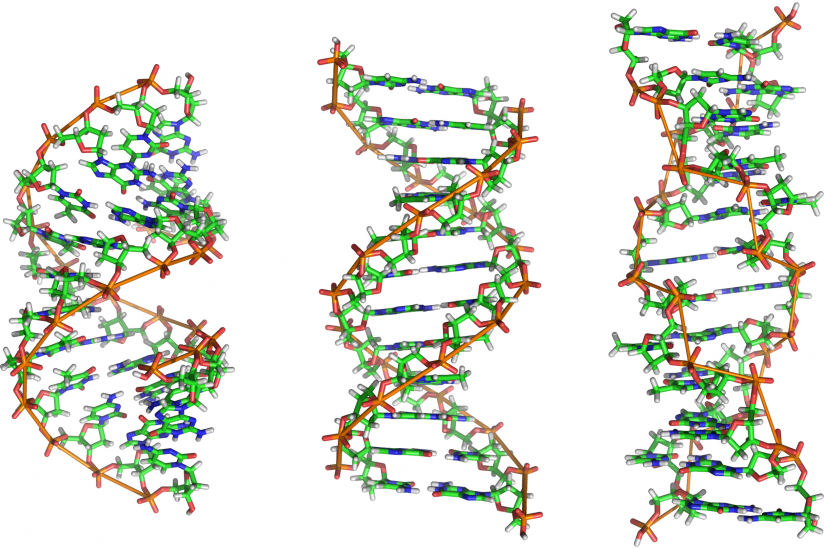 Von links nach rechts: Strukturmodelle der A-, B- und Z-DNA mit jeweils 12 Basenpaaren