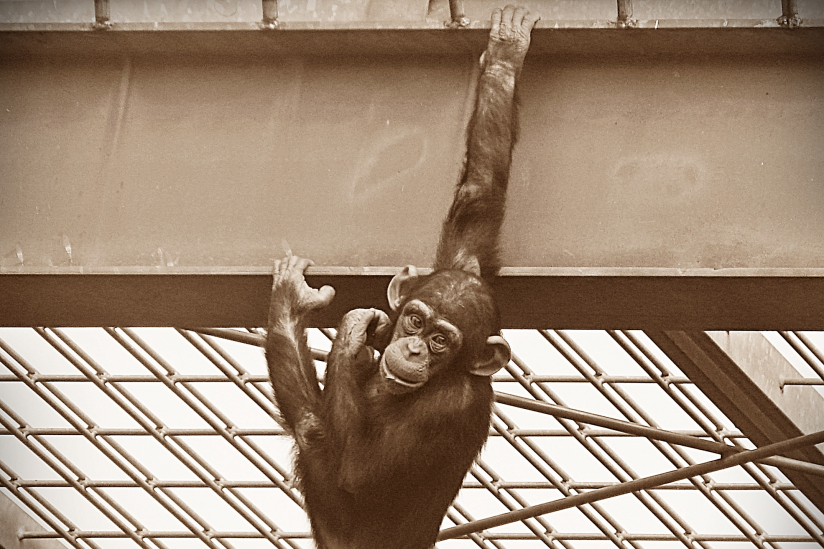 Schimpansenkind im "Freigehege" des Zoos Bremerhaven