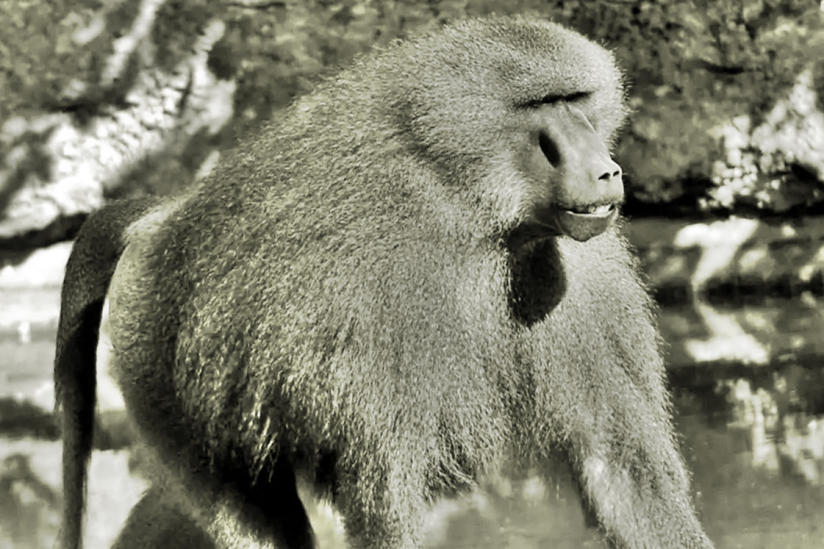 Guinea-Pavian im Zoo Nürnberg