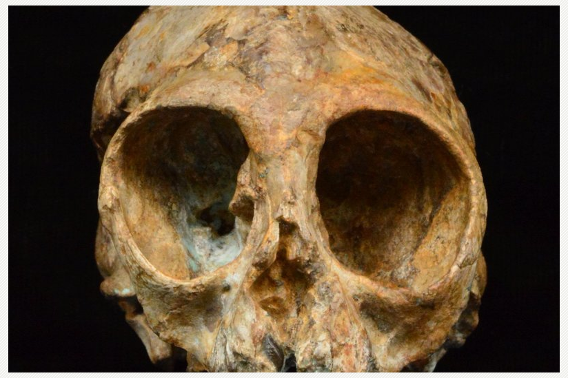 Alesi, der Schädel der neuen ausgestorbenen Menschenaffenart Nyanzapithecus alesi (KNM-NP 59050).
