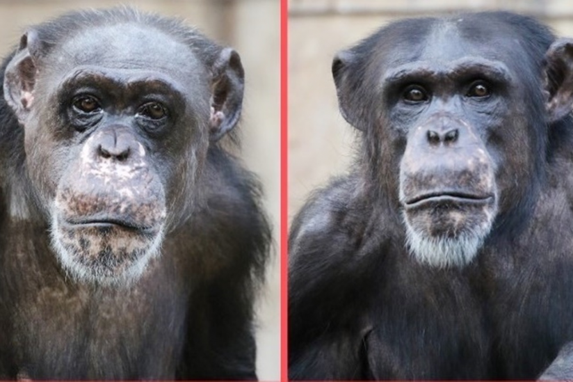 Die Schimpansen Bally und Limbo