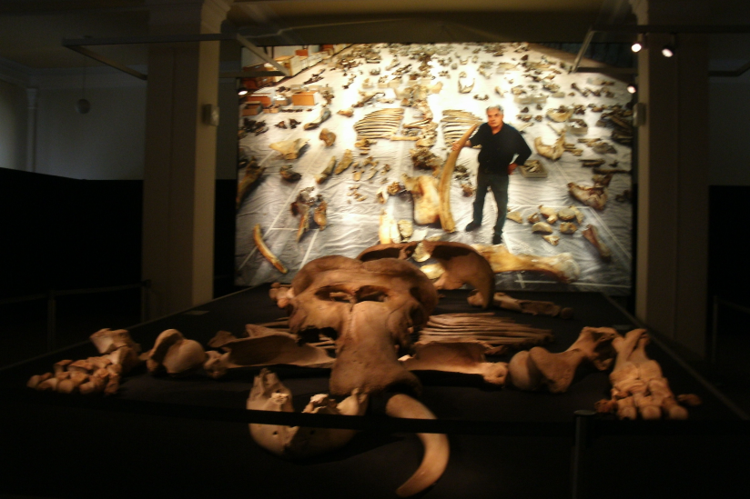 Bei Halle ausgegrabener europäischer Waldelefant - Ausstellung im Berliner Naturkundemuseum.