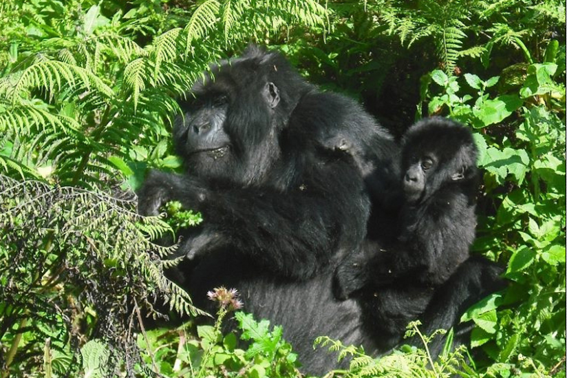 Gorillamutter beim Fressen