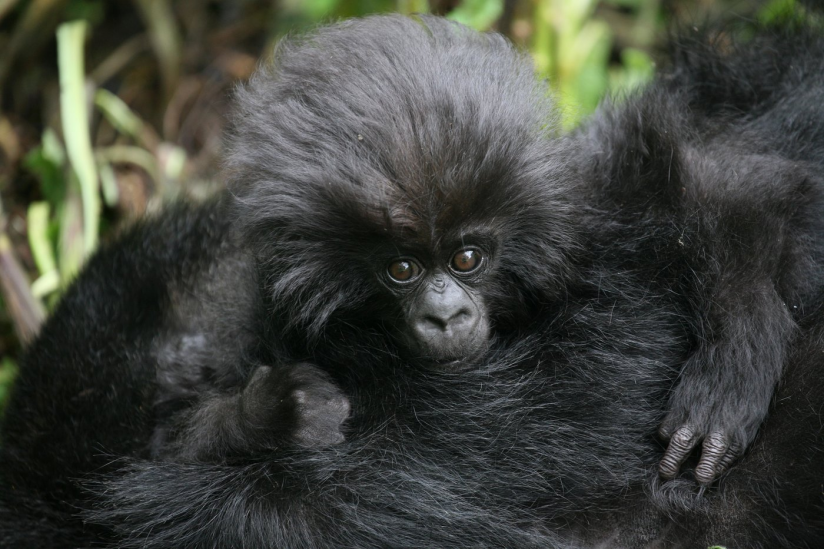Grund zur Freude: Der jüngsten Zählung zufolge leben mehr als 600 Berggorillas im Virunga-Vulkan-Gebiet, mehr als doppelt so viele wie noch vor dreißig Jahren. Die Zahl weltweit frei lebender Berggorillas stieg auf mehr als 1000 Tiere an.