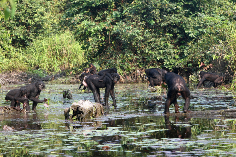 Bonobos im LuiKotale-Wald im Salonga Nationalpark, Demokratische Republik Kongo, beim Verzehr jodhaltiger Wasserpflanzen.