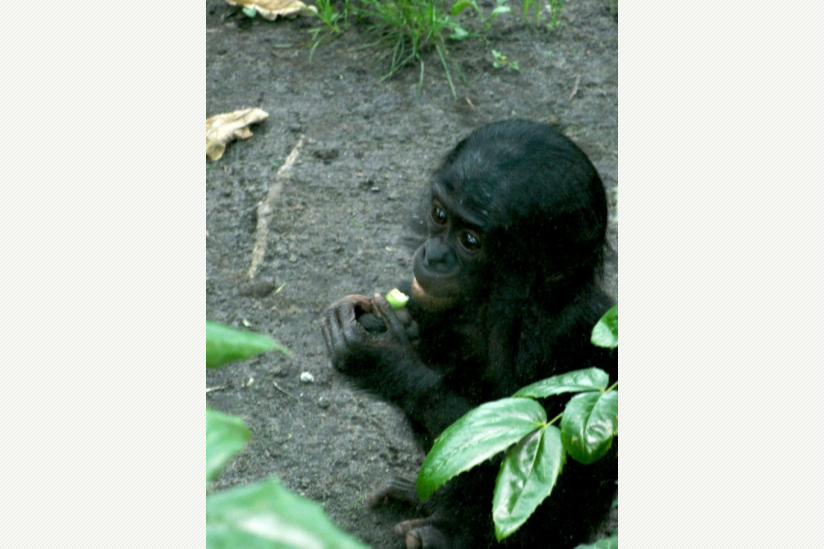 Bonobo-Mädchen im Berliner Zoo