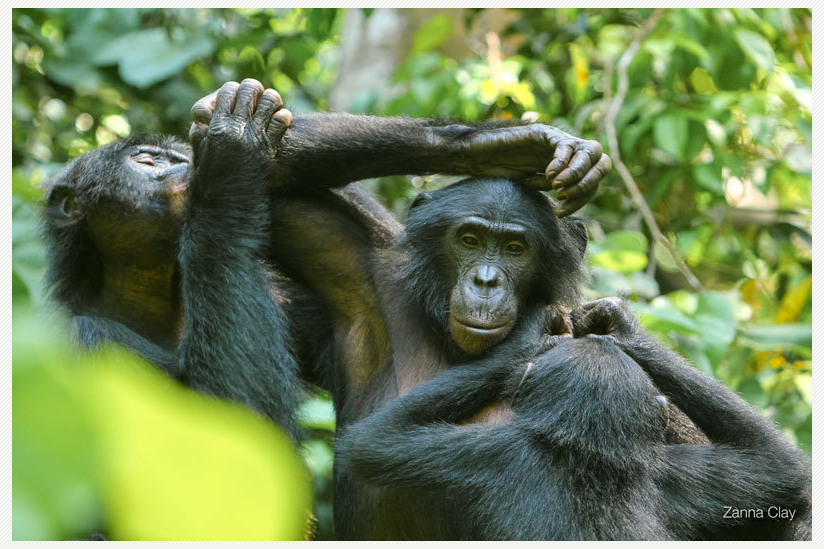 Soziales Miteinander bei den Bonobos