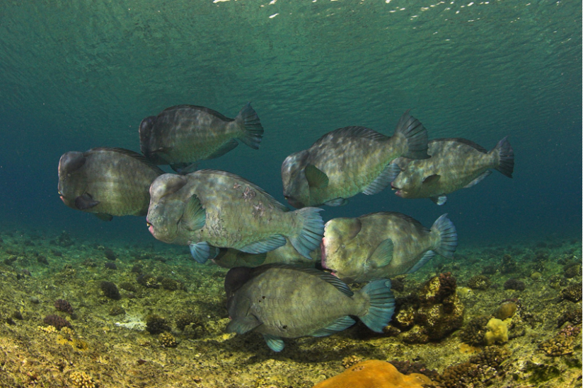 Büffelpapageifisch, Bolbometapon muricatum im Roten Meer